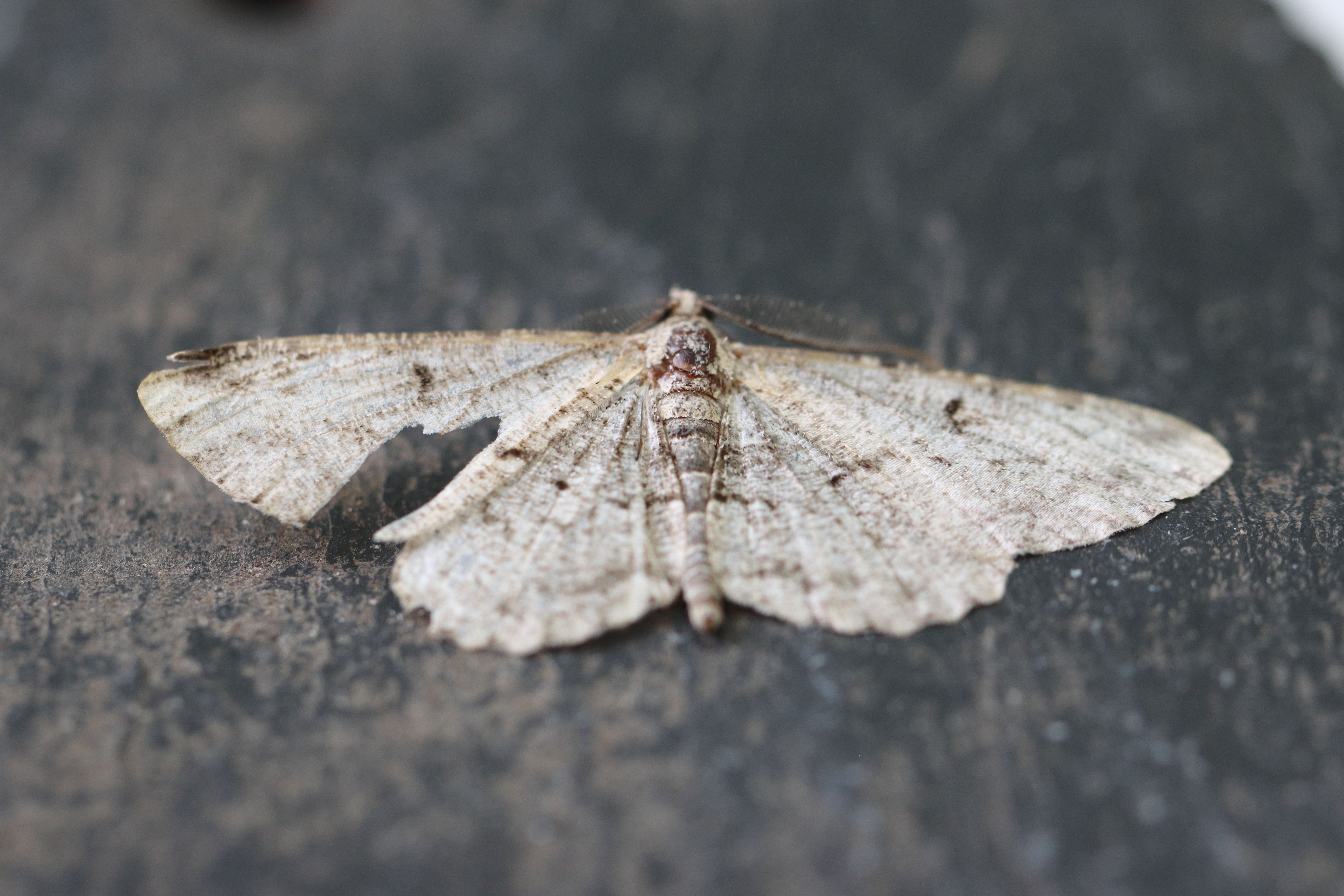 Photo of Willow Beauty (Peribatodes rhomboidaria)